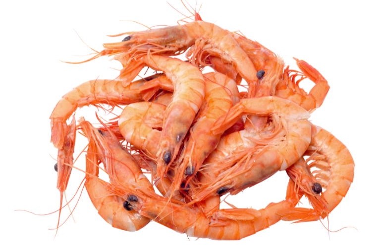 Zoom carapace crevettes pour extraction chitosane